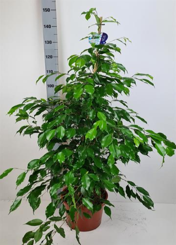 Ficus benjamina Exotica, Planta de 150 cm de alto