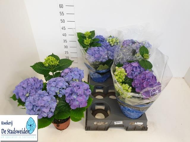 Hydrangea Early Blue 11F, Plante de 35-38 cm de haut, lot de 4 unités