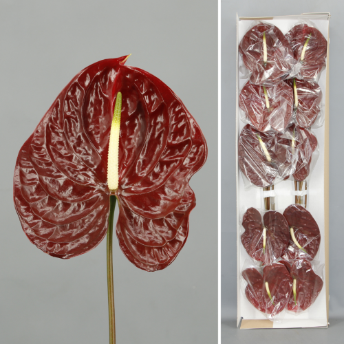 Anthurium Tropic Night x10, Flor fresca de 45-55 cm de llarg