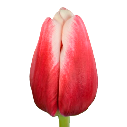Tulipas Timeless vermelhas e brancas, lote de 50 hastes, Flor fresca de 41 cm de comprimento