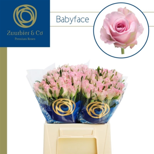 Ramo de 10 rosas Babyface rosas de 60 cm de talo, Flor fresca, 10 talos