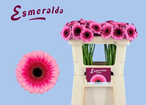 20 Gerbera Mini Isabelle Arrosa Sorta, 50 cm luzeko lore freskoa, 20 zurtoineko sorta