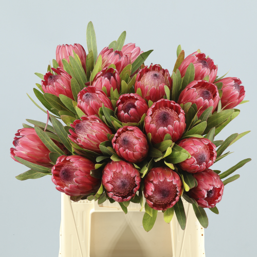 Protea Red Ice, Flor fresca de 40-60 cm de largo, ramo de 5 tallos