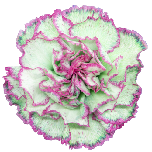 Œillet Passion Green teint vert et violet, lot de 20 tiges, Fleur fraîche de 70 cm de long