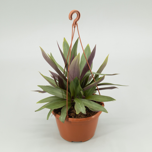 Tradescantia arrosa eta berdea, 25 cm garaiko landarea, 2 unitateko sorta