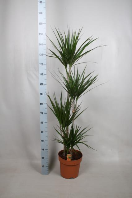 Dracaena marginata 180 cm, Landarea