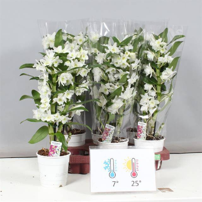 Orquídea Dendrobium Star Class Apollon Blanca, Planta de 45 cm de alto, pack de 6 uds