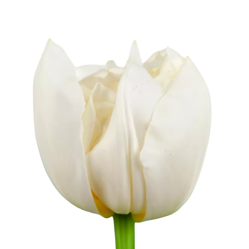 Túlipas Northcap brancas, lote de 50 hastes, Flor fresca de 38 cm de comprimento