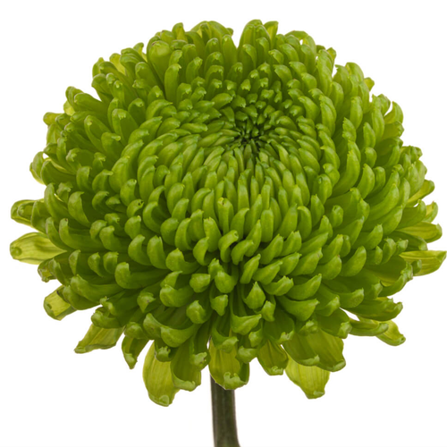Crisantemo Uniflora Alemani