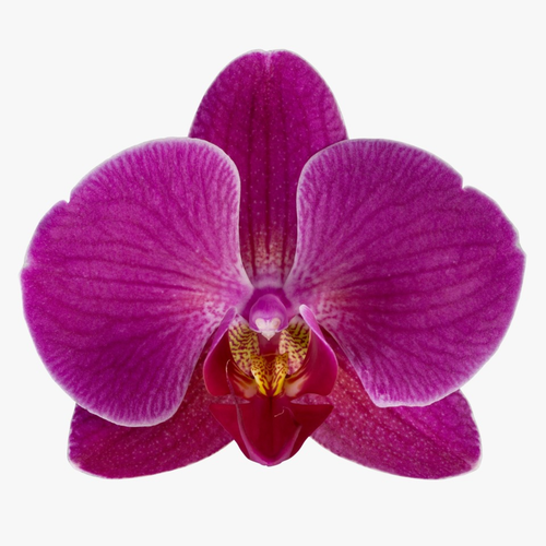 Phalaenopsis tximeleta-orkidea Chelsion fuksia, 1 landare, 70 cm garaiko landarea