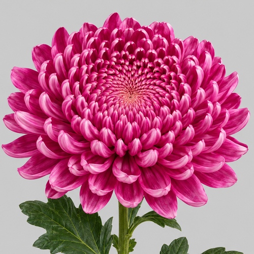 Chrysanthème uniflore Bigoudi Pink rose (Chrysanthemum), Fleur fraîche de 75-80 cm de long, bouquet de 10 tiges