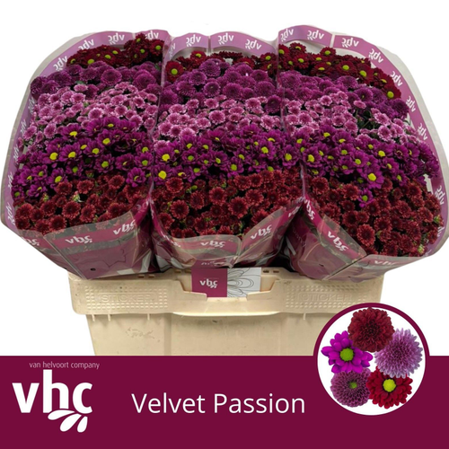 Crisantemo Santini Velvet Passion Mix