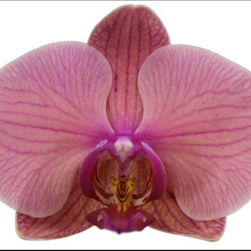 Phalaenopsis Fancy Clementine tximeleta-orkidea, landare 1, 70 cm garaiko landarea