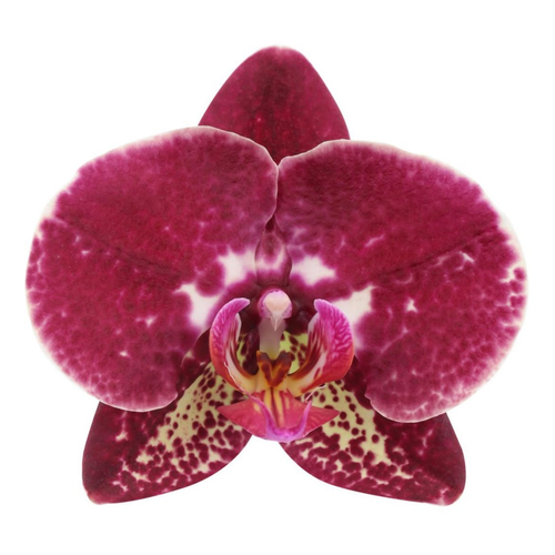 Phalaenopsis Speckles orkidea arrosa (tximeleta-orkidea), landare 1, 70 cm garaiko landarea