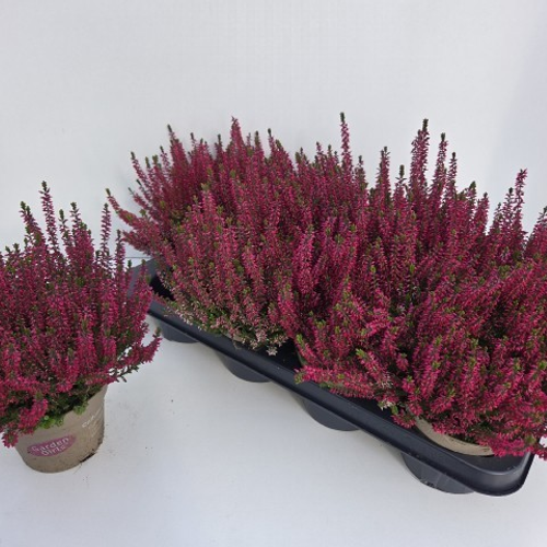 Callune Calluna vulgaris Patricia fuchsia, 8 plantes, Plante de 22 cm de haut