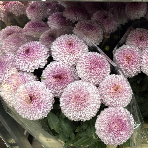 Crisantemo Uniflora Captiva Pink, Fleur fraîche de 70 cm de long, bouquet de 10 tiges