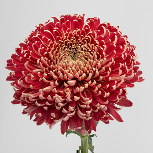 Crisantemo uniflora granate Regalmist, 10 tallos (Chrysanthemum), Flor fresca de 80 cm de largo
