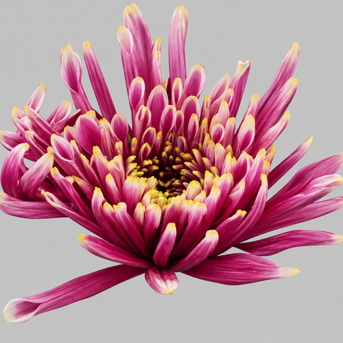 Tula Sharletta krisantemo uniflora arrosa, 10 zurtoin (Chrysanthemum), 80 cm luzeko lore freskoa