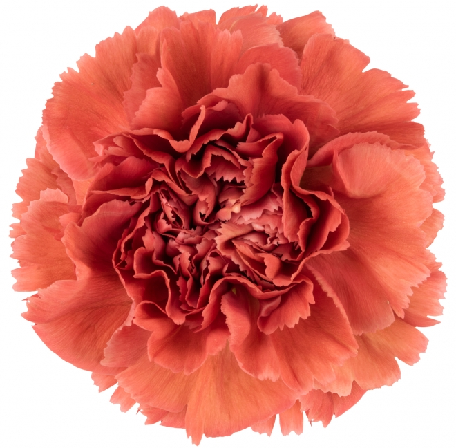 Œillet Majesta Fancy cerise (Dianthus caryophyllus), 40 tiges, Fleur fraîche de 60 cm de long