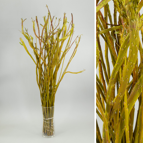 Salix Sekka marrón, lote de 50 talos, 120 cm