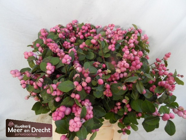 Symphoricarpos Treasure, 40 o 70 uds de 40-80 cm