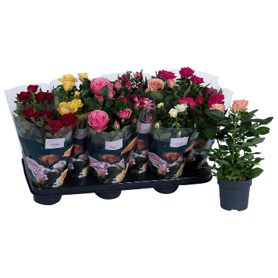 Rosier Victory Mix, Plante de 28 cm de haut, lot de 12 unités