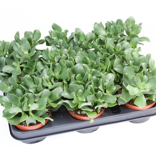 Crassula Arborescens, Plante de 15 cm de haut, lot de 8 unités