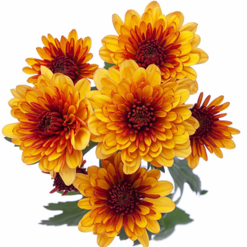 Chrysanthème Lexy Bronze (Chrysanthemum), bouquet de 20 tiges, Fleur fraîche de 70 cm de long