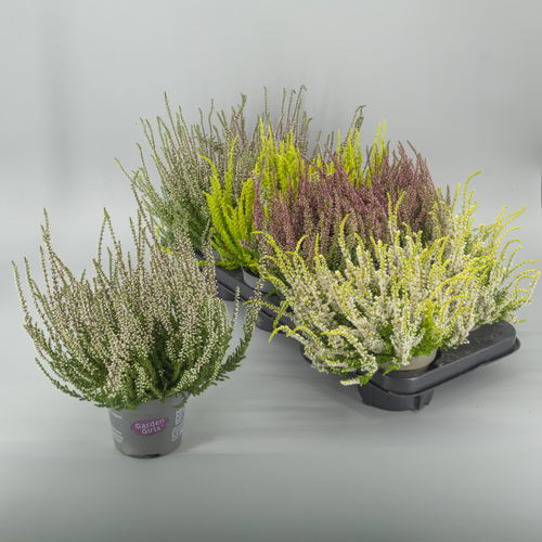Calluna Vulgaris, o Breixo de Xardín en Cores Surtidas, Planta de 20 cm de alto, lote de 8 unidades