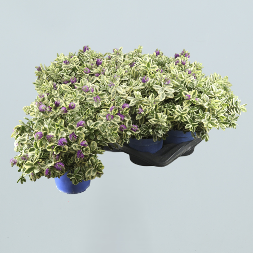 Hebe × andersonii 'Variegata', 30 cm garaiko landarea, 6 unitateko sorta