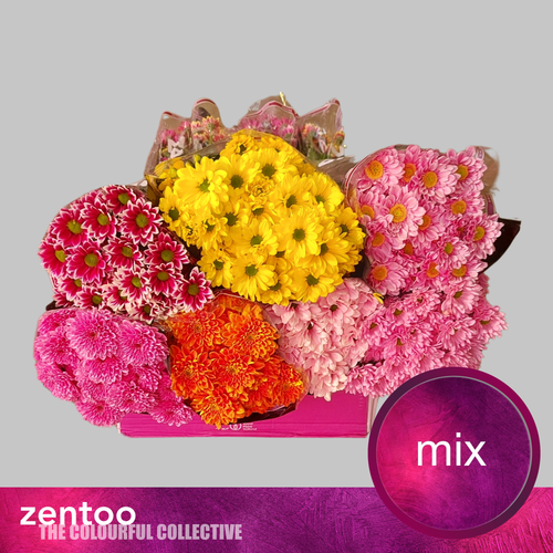 Bouquet de 15 Chrysanthèmes Multicolores Zentoo, Fleur fraîche de 70 cm de long, 15 tiges