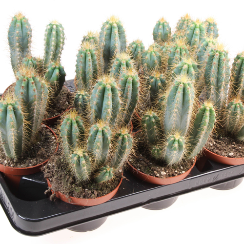 Pack de 9 Pilosocereus azureus, cactus blau de 15 cm, Planta