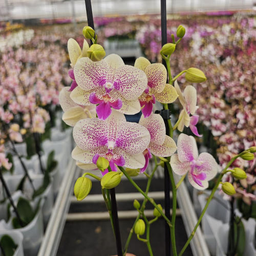 Phalaenopsis Octopus orkidea: 1 landare, arrosa eta horia, 65 cm garaiko landarea