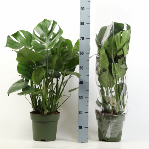 Monstera deliciosa (costella d'Adam), 1 planta, Planta de 75 cm d'alçada