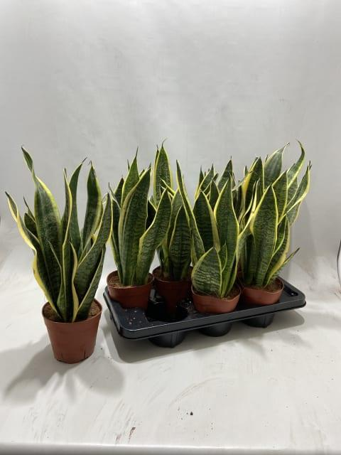 Sanseviera Futura Superba, Plante de 45 cm de haut, lot de 7 unités