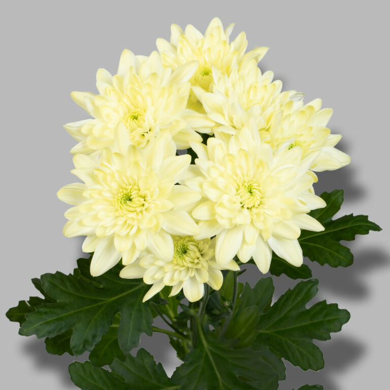 Crisantemo Piña Colada Cream