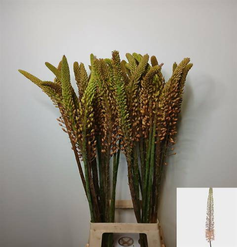 Eremurus Macarena Salmón, Flor fresca de 100 cm de largo