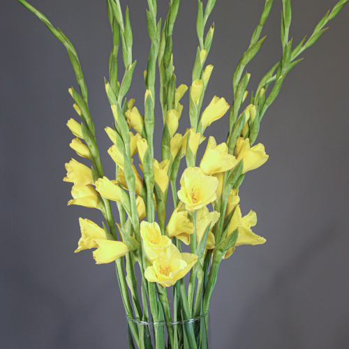 Gladiolo Bananarama, Flor fresca de 120 cm de comprimento, ramo de 10 hastes