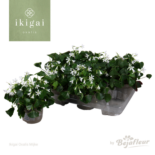Oxalis triangularis papilionacea (trevo-falso) verde, 6 plantas, Planta de 20 cm de altura