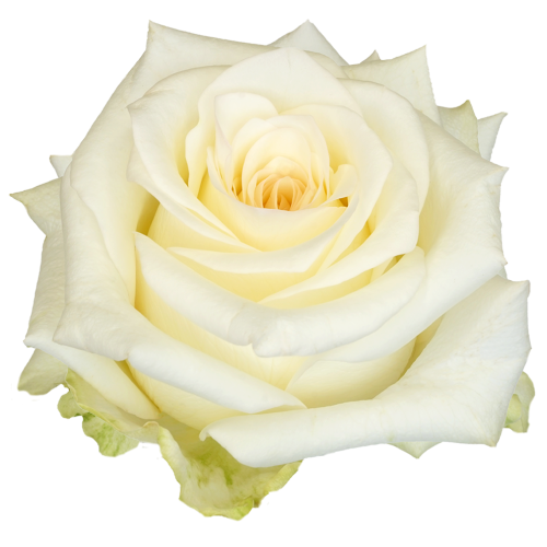 25 roses blanches Candelight Extra, Fleur fraîche de 40 cm de long, bouquet de 25 tiges
