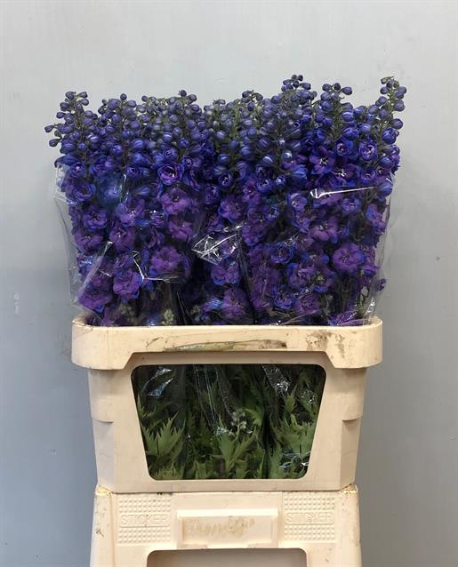 Delphinium Christel, Flor fresca, 5 o 10 uds de 60-100 cm