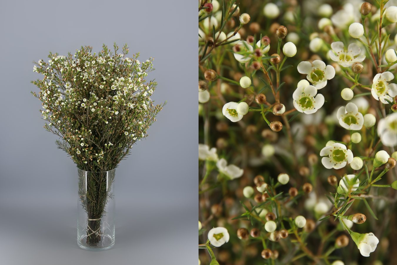 Flor de cera Grace (Chamelaucium) blanca, 25 tiges, Flor fresca de 60 cm de llarg