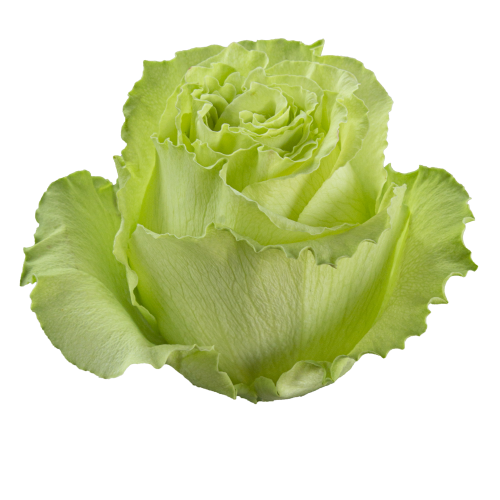 Rosa Lemonade Premium verde, lote de 25 hastes, Flor fresca de 60 cm de comprimento