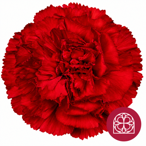 Clavel rojo Pomodoro Fancy (Dianthus caryophyllus), Flor fresca de 60 cm de largo, ramo de 325 tallos