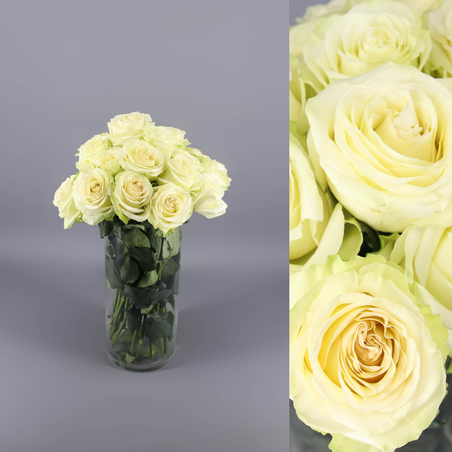 Rose Dynamic blanche, lot de 25 tiges, Fleur fraîche de 60 cm de long